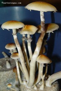 tasmanian06.jpg
