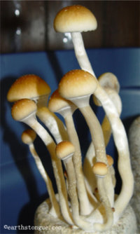 tasmanian05.jpg