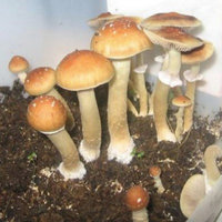 syzygy05.jpg