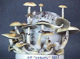 Stropharia