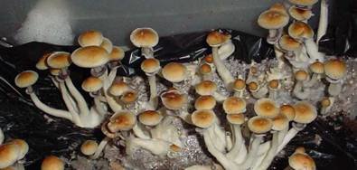 Stropharia-_1.jpg