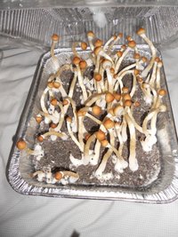 SA-pincity5.jpg