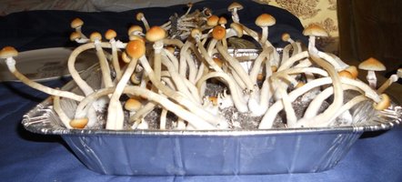 SA-harvest4.jpg