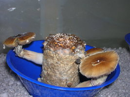 SG30-DSCN2759.jpg