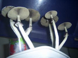 Samaúma-32.jpg