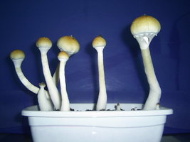 Samaúma-16.jpg