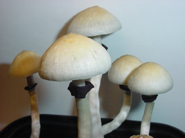 roatan01.jpg