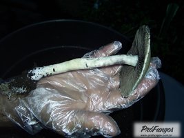rio-preto-da-eva08.jpg