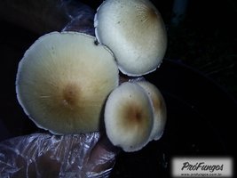 rio-preto-da-eva07.jpg