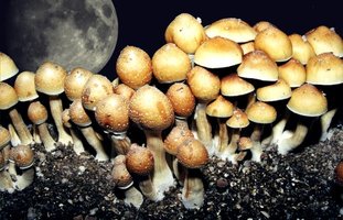 plantasia-mystery05.jpg