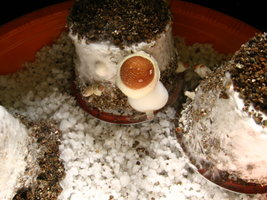 plantasia-inside.jpg