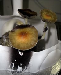 plantasia-bPlant1.jpg