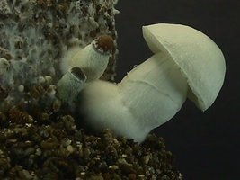 pf-albino01.jpg