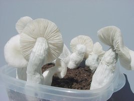 PF-albino-from-white-spores.jpg