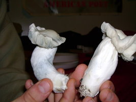 PF-Albino-DSC00463.jpg