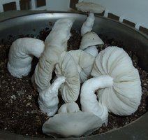 PF-Albino-2005_1223Image0005.jpg