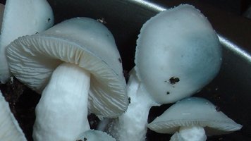 PF-Albino-2005_1205Image0003.jpg