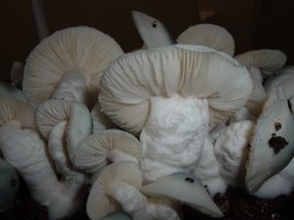PF-Albino-2005_1205Image0002.jpg