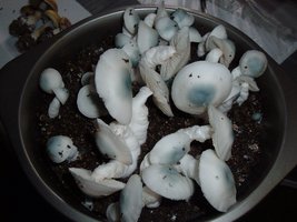 PF-Albino-2005_1205Image0001.jpg