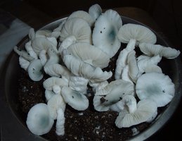 PF-Albino-12-5PFAlbinoFlush1HorseGrainCased1.jpg