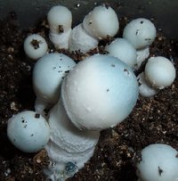 PF-Albino-12-4PFAlbinofruitsHorseGrainCased2.jpg