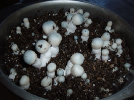 PF-Albino-12-4PFAlbinofruitsHorseGrainCased1.jpg