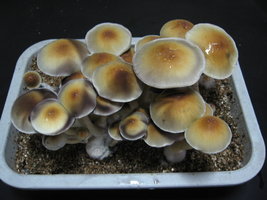 PESA-2008-06-13-09h13min.jpg