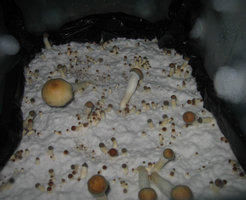 PES-Hawaiian-eatyualive-Mycotopia-peshdry2.jpg