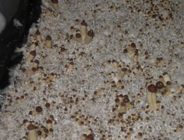 PES-Hawaiian-eatyualive-Mycotopia-peshcasedcl.jpg