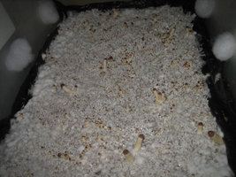 PES-Hawaiian-eatyualive-Mycotopia-peshcase.jpg