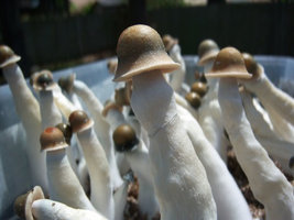 penis-envy-uncut06.jpg