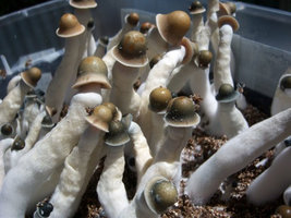 penis-envy-uncut03.jpg