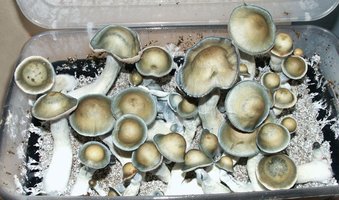 pe_uncut_fl1_before_harvest.jpg