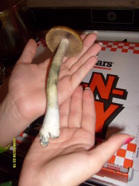 PE6-DeadSpore-Mycotopia-Picture-010.jpg