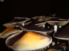 PE6-BREEDERS-Mycotopia-DSC00005.jpg
