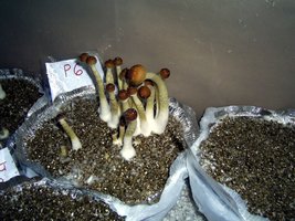 P6 Mauricio CM Imagem 1350.jpg