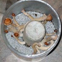 Penus_ENVY_CAKE-3.jpg