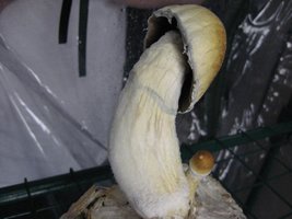 penis-envy-gallery_20144_573_79588.jpg