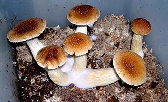 Orissa mycospora Mycotopia orissaday18-4.jpg
