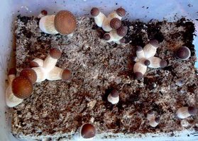 Orissa mycospora Mycotopia orissaday16-8.jpg