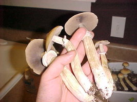 NJ6