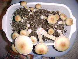 nj602.jpg