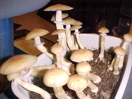 nj601.jpg