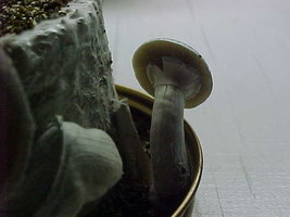 nj6-Mvc-052s.jpg
