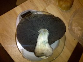 mystery-fatass12.jpg