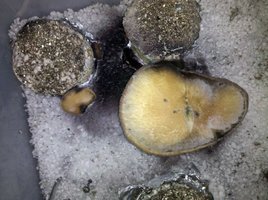 mystery-fatass10.jpg