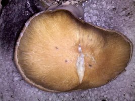 mystery-fatass07.jpg