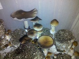 mystery-fatass02.jpg