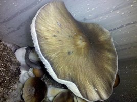 mystery-fatass01.jpg