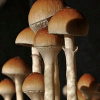 mexican-tapalpa01.jpg